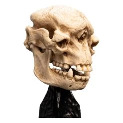 Herr Der Ringe Mini Statue Skull Of A Cave Troll 21 Cm -Optimal Model Geschäft x weta861304427 b